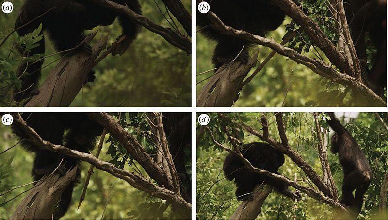 ZĂˇpadoafriÄŤtĂ­ Ĺˇimpanzi lovĂ­ sÂ dĹ™evÄ›nĂ˝m oĹˇtÄ›pem. Kredit: Pruetz et al. (2015) Royal Society Open Science.