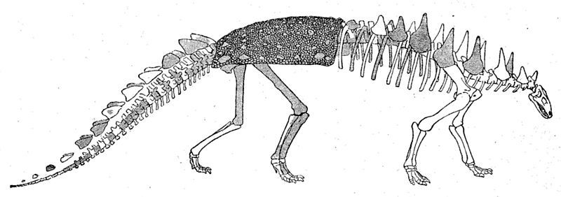 Nopcsova pĹŻvodnĂ­ rekonstrukce tyreofornĂ­ho dinosaura druhu Polacanthus foxii z roku 1905. Tento nodosaurid byl objeven jiĹľ o 40 let dĹ™Ă­ve na ostrovÄ› Wight u jiĹľnĂ­ho pobĹ™eĹľĂ­ Anglie. Zdroj: Wikipedie