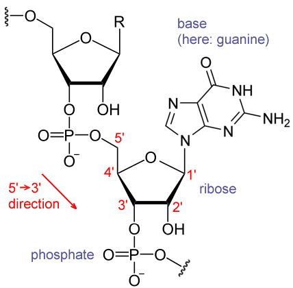 KlĂ­ÄŤovĂ˝ rozdĂ­l mezi RNA a DNA spoÄŤĂ­vĂˇ vÂ pĹ™Ă­tomnosti hydroxylovĂ© skupiny (OH) na 2â€? pozici ribĂłzy. Kredit: Narayanese / Wikimedia Commons.