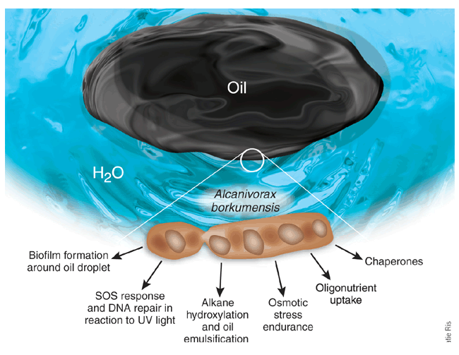 Alcanivorax požírající ropu. Kredit: Bussand1 / Wikimedia Commons.