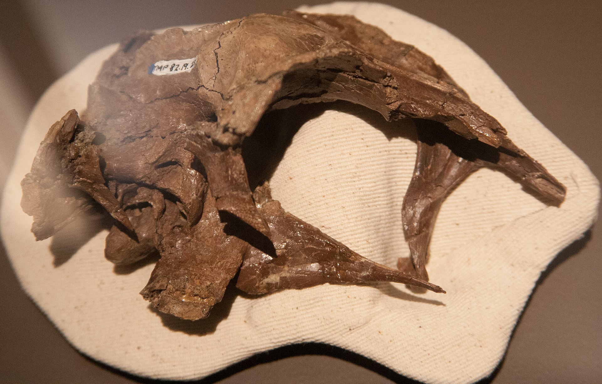 Právě nápadně velká mozkovna dinosaura, popsaného původně jako Stenonychosaurus inequalis (dnes Latenivenatrix mcmasterae) byla jedním z podnětů k vážně míněným spekulacím o možném vzniku sapientních bytostí, vzešlých vývojem z druhohorních teropodní