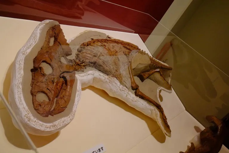 Vzácná fosilie chasmosauřího mláděte, jejíž objev byl oznámen v listopadu roku 2013 a formálně byla popsána na začátku roku 2016. Tento dinosaurus zahynul ve věku tří let, kdy dosahoval celkové délky 1,5 metru. Kredit: Kumiko; Wikipedia (CC BY-SA 2.0