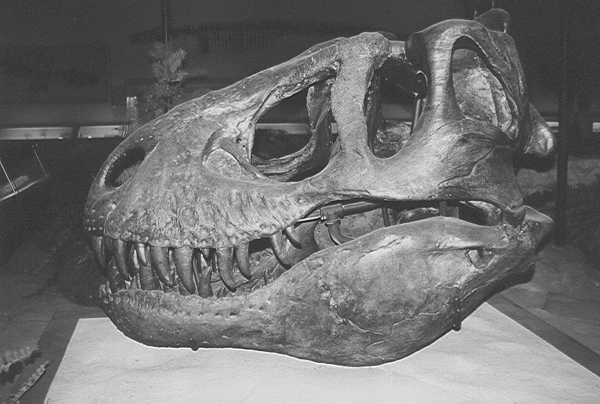Do značné míry nepřesně zrekonstruovaná lebka typového exempláře druhu T. rex. Tento jedinec sice nebyl největším známým exemplářem tyranosaura, s délkou až 11,9 metru a hmotností až 7,5 tuny však patřil k poměrně velkým a robustním zástupcům svého d