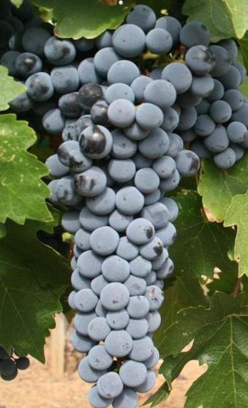 Cabernet Sauvignon z Washingtonu. Jak by asi explodoval? Kredit: Agne27 / Wikimedia Commons.