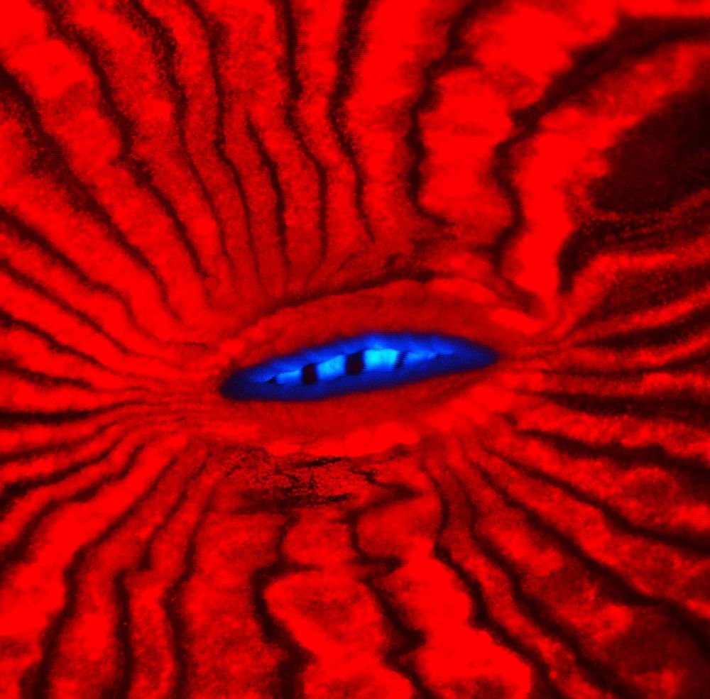 Oranžově červený fotokonvertibilní proteinový pigment změnou vlnové délky vylepší pronikání světla do hloubky tkáně polypů. Dopřeje tak fotosyntetizujícím symbiontům více využitelných fotonů. Kredit: J. Wiedenmann