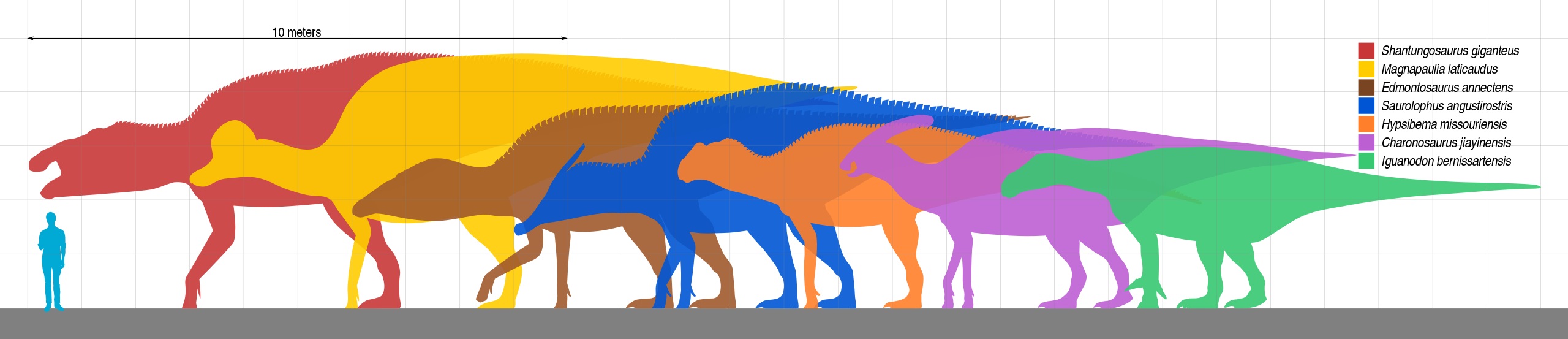 Přehled několika obřích hadrosauriformů, z nichž největším (červená silueta) je druh Shantungosaurus giganteus z Číny. Tento obří kachnozobý dinosaurus mohl dosahovat délky přes 15 metrů a hmotnosti přes 17 tun. Kredit: Slate Weasel; Wikipedia (volné