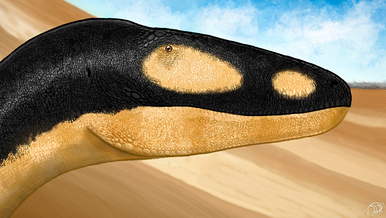 Rekonstrukce přibližného vzezření hlavy tyranosauroida druhu Alectrosaurus olseni. Tento vzdálenější příbuzný jinbeisaura z pozdní křídy Mongolska dosahoval zhruba stejné velikosti a tvarem hlavy se od nového čínského druhu nejspíš příliš nelišil. Kr
