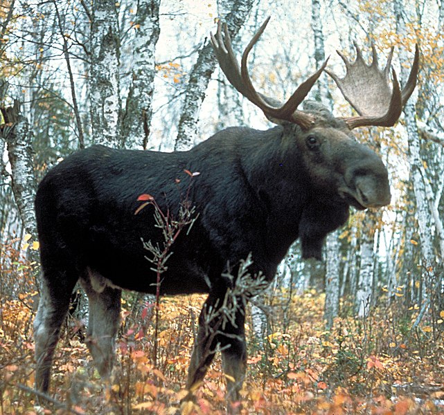 Ohroženi jsou i losi. Kredit: USDA Forest Service.