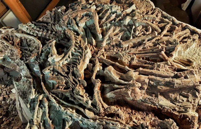 Jeden z bloků obsahujících množství koster malého vývojově primitivního teropoda druhu Coelophysis bauri. V lokalitě Ghost Ranch na území Nového Mexika bylo objeveno více než tisíc fosilních jedinců tohoto dravého dinosaura. Kredit: Paleeoguy; Wikipe