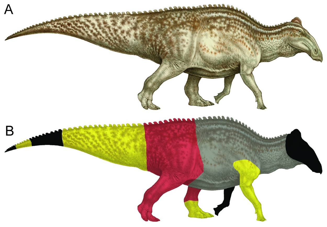 „Dakota“ je exemplář hadrosaurida druhu Edmontosaurus annectens, dochovaný ve fantastickém stavu. Červené a žluté oblasti označují místa na těle, na kterých se dochovaly otisky kůže a dalších měkkých tkání. Fosilie byla náhodně objevena na území Seve