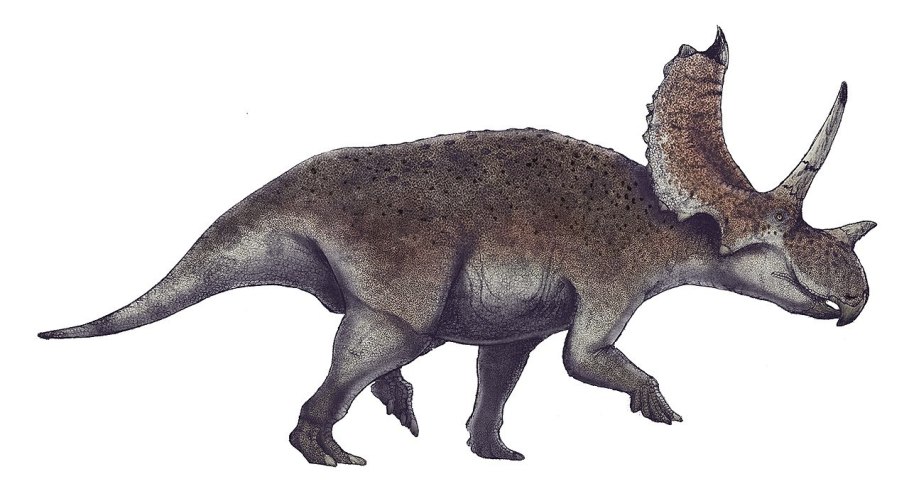 Nejvíce dinosauřích rodových jmen začíná na písmeno A (k 1. 7. 2019 celkem u 155 druhů). Jedním z nich je také středně velký chasmosaurinní ceratopsid Agujaceratops mariscalensis, formálně popsaný v roce 1989 nejdříve jako Chasmosaurus mariscalensis.