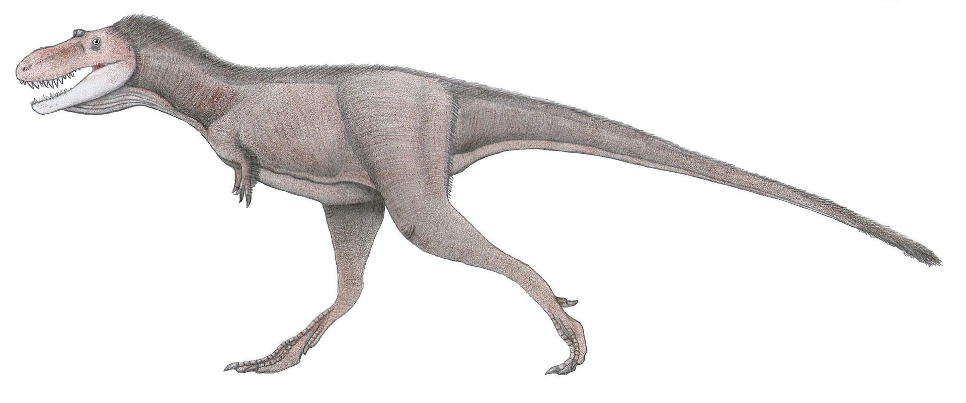 Rekonstrukce možného vzezření nedospělého exempláře druhu Gorgosaurus libratus. Tento tyranosaurid žil o několik milionů let dříve než T. rex a nedosahoval jeho rozměrů. Nedospělí jedinci, jako je exemplář ROM 1247, zřejmě dokázali velmi rychle běhat