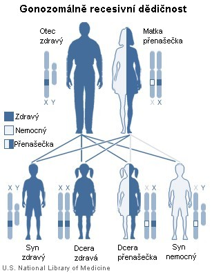 GonozomĂˇlnÄ› recesivnÄ› dÄ›diÄŤnost. Kredit: NIH / Wikimedia Commons.