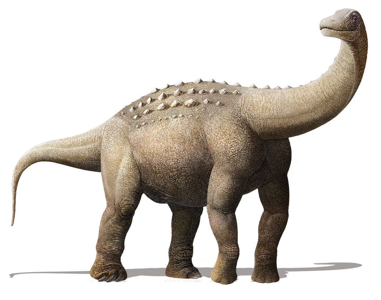 Titanosaurní sauropod druhu Yamanasaurus lojaensis, formálně popsaný roku 2019 z ekvádorského souvrství Río Playas. Tento zástupce čeledi Saltasauridae se stal prvním neptačím dinosaurem popsaným ze zmíněného státu a při svém stáří 66,9 milionu let p