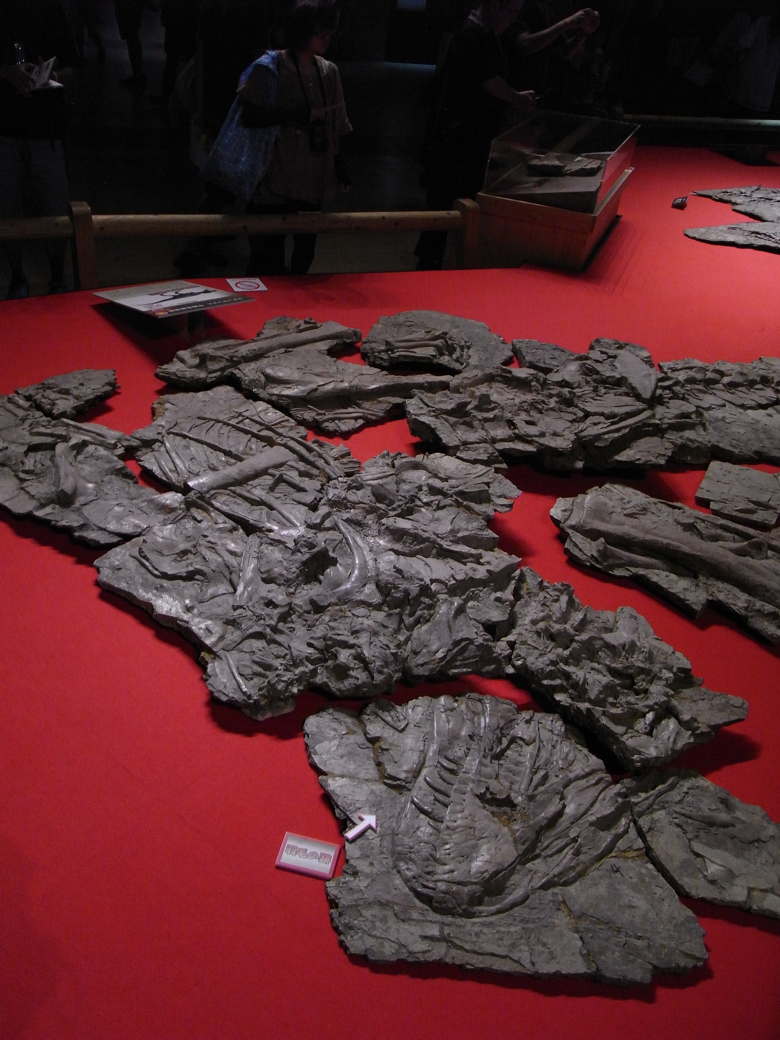 Fosilní exemplář druhu Yutyrannus huali na putovní výstavě zkamenělin v Japonsku. Paleontologové si dodnes nejsou zcela jistí, ze které lokality v rámci souvrství I-sien tyto fosilie pocházejí. Kredit: ?Kumiko?; Wikipedia (CC BY-SA 2.0)