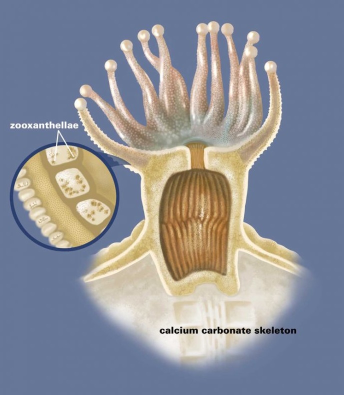 Koráli jsou společenství polypů, kteří si vytváří pohárek z uhličitanu vápenatého. Polypy si ve svých tělech hýčkají řasy zooxantely. Kredit: Smithsonian Institution.