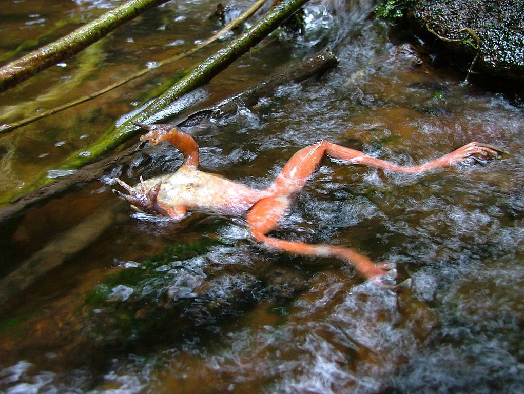 Chytridiomykóza je vražedná. Kredit: Forrest Brem / Wikimedia Commons.