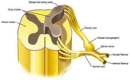 Spinální ganglia jsou zauzliny na zadních kořenech míšních nervů u všech obratlovců. V tělech neuronů v gangliích, a to nejen v těch, co vycházejí mezi obratli z míchy, se před imunitním systémem zvyknou ukrývat dřímající, neaktivní herpesviry.  Kred