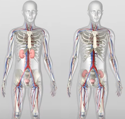 Přirozené umístění ledvin v lidském těle. Transplantovaný orgán (lidský nebo prasečí) chirurgové vkládají do pánve. Kredit: UAB