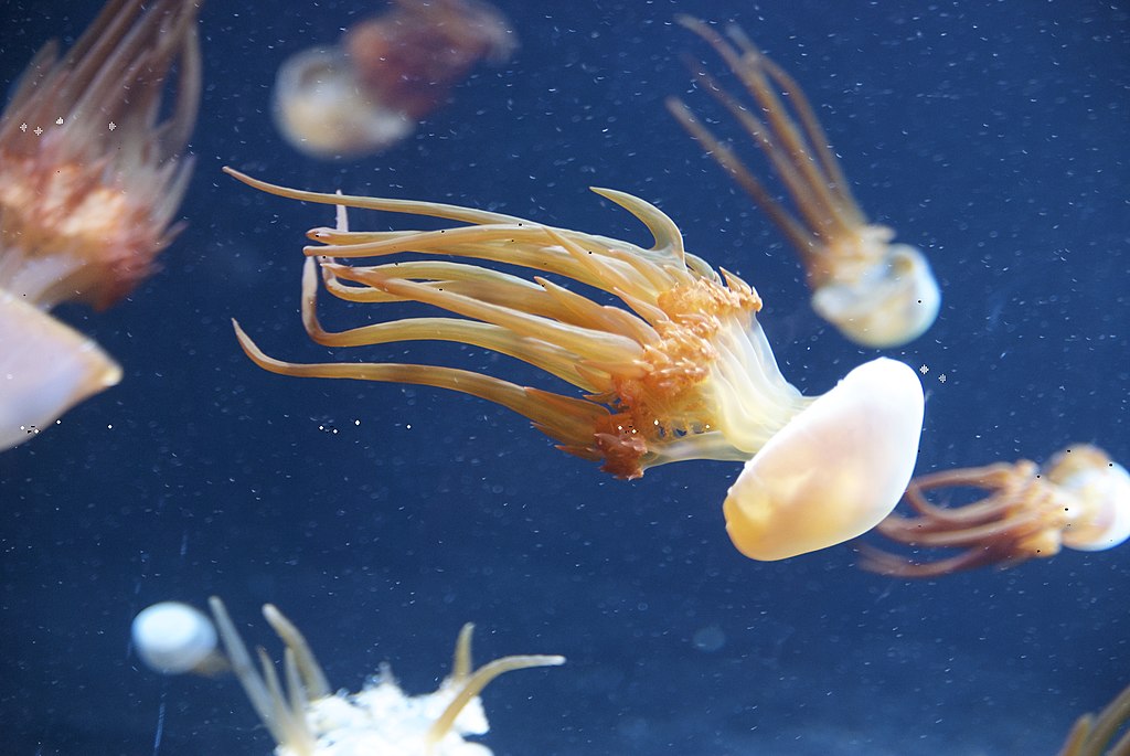 Kořenoústka jedlá (Rhopilema esculentum) v mořském akváriu v kalifornském zálivu Monterey Bay. Na talíři potěší zejména Číňany a Japonce. Medúza má jedovatá chapadla, je vhodné se spolehnout na zkušeného kuchaře. Japonský poddruh je bílý. Kredit: Bil