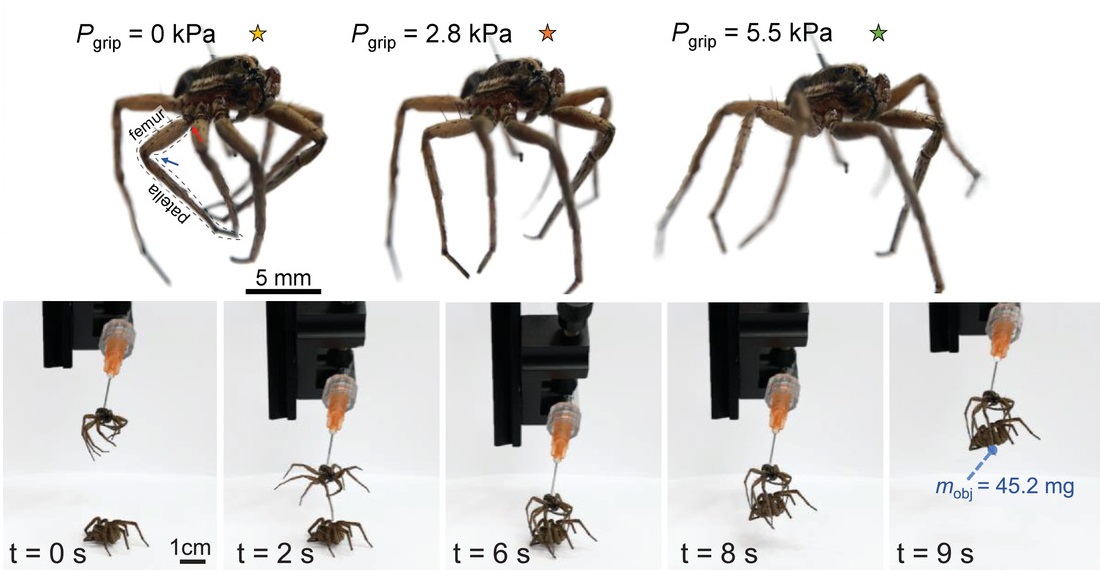 Horní řádek – tlak kapaliny vstřikované do hlavohrudě mrtvého pavouka rozevírá jeho nohy. Dolní řádek – zařízení z mrtvého pavouka přesouvá další preparovaný pavoučí exemplář. Kredit: Yap, T. F. et al Necrobotics: Biotic Materials as Ready-to-Use Act