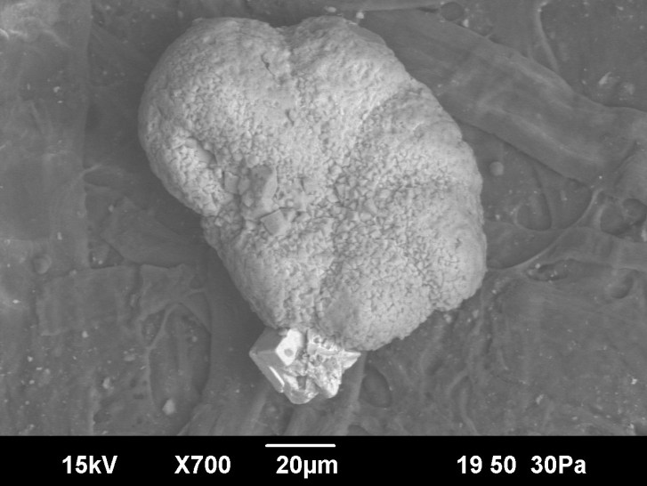 Snímek mikroskopického zástupce planktonu, dnes již slavný druh P. eugubina. Právě tito drobní dírkonošci (foraminifery) patřily k prvním pionýrům, usazujícím se v prostředí zdevastované části budoucího Mexického zálivu. Exemplář na snímku byl objeve