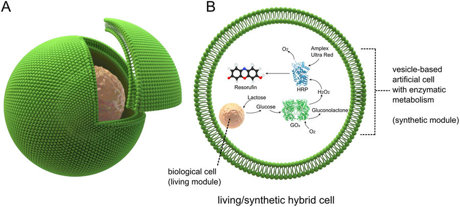 Struktura hybridní buňky. Kredit: Elani et a. (2018), Scientific Reports.