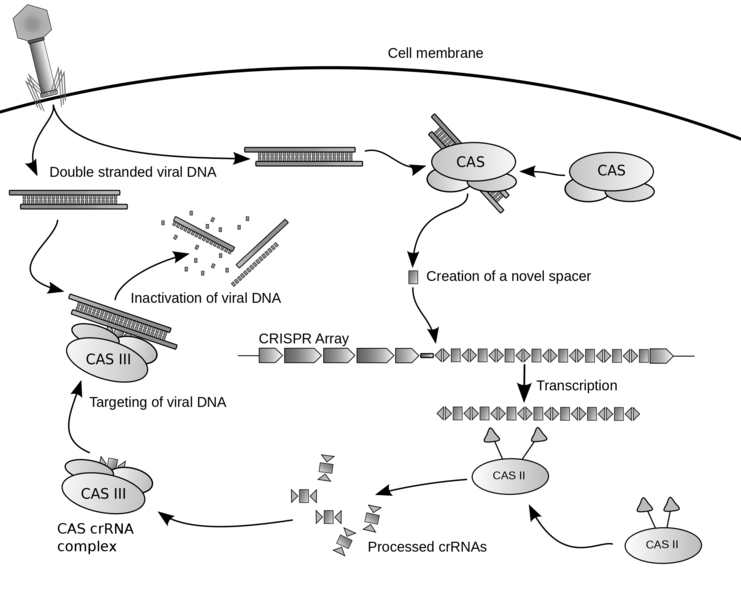 CRISPR je pĹŻvodnÄ› bakteriĂˇlnĂ­ obrannĂ˝ systĂ©m proti virĹŻm. Kredit: James Atmos / Wikimedia Commons