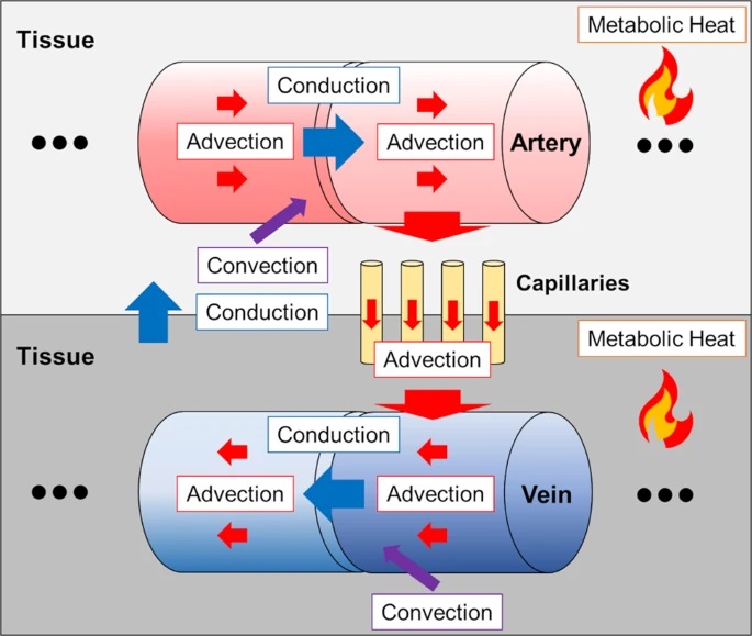 Režimy přenosu a prostupu tepla použité při modelování teploty v mozku. (Kredit: Sunget et al. CC BY 4.0)