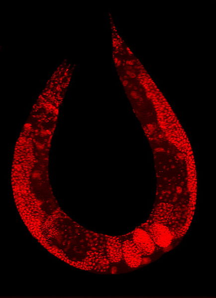 Elegantní háďátko. Kredit: PLoS Biol 3(1): e30. Wikipedia, CC BY 2.5