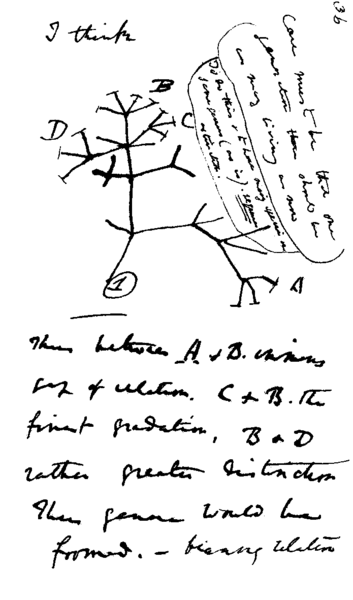 SlavnĂ˝ prvnĂ­ DarwinĹŻv evoluÄŤnĂ­ strom. Kredit: Ch. Darwin.