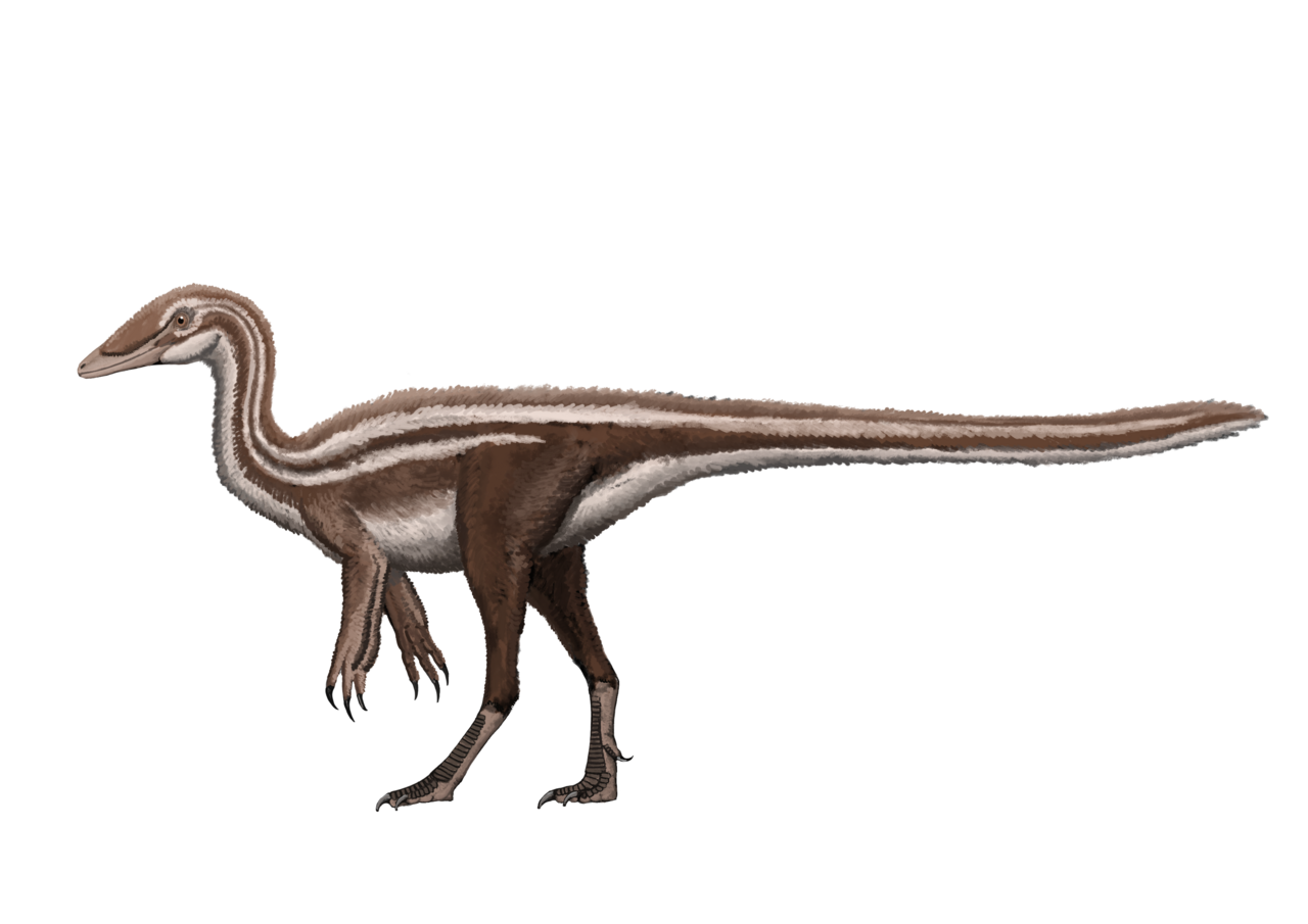 Území Afriky není zdaleka tak dobře prozkoumané jako Evropa nebo Severní Amerika, přesto už z tohoto kontinentu známe více než stovku dinosauřích druhů. Jedním z nich je malý (pravděpodobně ornitomimosaurní) teropod druhu Nqwebasaurus thwazi, objeven