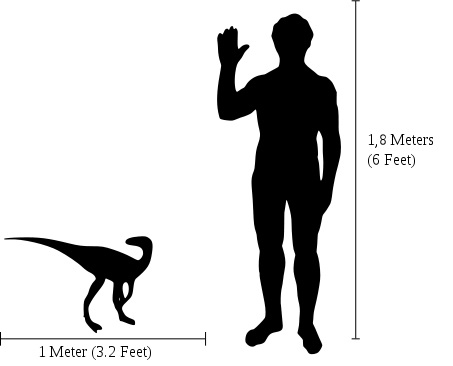 Eoraptor skuteÄŤnÄ› svĂ© obĹ™Ă­ sauropodnĂ­ pĹ™Ă­buznĂ© z pozdÄ›jĹˇĂ­ch dob pĹ™Ă­liĹˇ nepĹ™ipomĂ­nĂˇ. Dosahoval velikosti prĹŻmÄ›rnĂ©ho psa a vĂˇĹľil zhruba 10 000krĂˇt mĂ©nÄ› neĹľ obĹ™Ă­ titanosauĹ™i. Kredit: Marmalade, licence CC BY-SA 2.5 (Wikiped