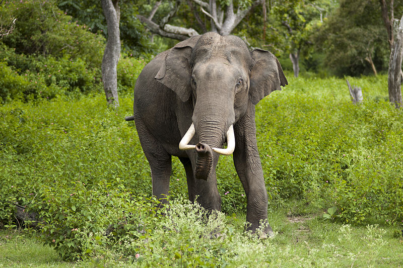 LysĂˇ varianta mamuta. Slon indickĂ˝. Kredit: Yathin SÂ Krishnappa.