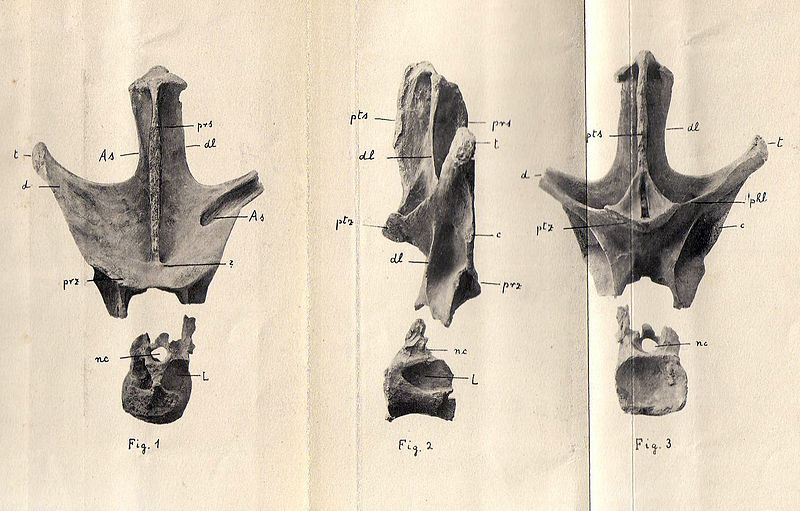 NĂˇkres ÄŤĂˇsti dorzĂˇlnĂ­ho obratle sauropodnĂ­ho dinosaura, dnes znĂˇmĂ©ho jako Nopcsaspondylus alarconensis. Obratel tohoto argentinskĂ©ho rebbachisaurida popsal Nopcsa roku 1902, nepĹ™idÄ›lil mu vĹˇak ĹľĂˇdnĂ© vÄ›deckĂ© jmĂ©no. K tomu doĹˇlo aĹľ 