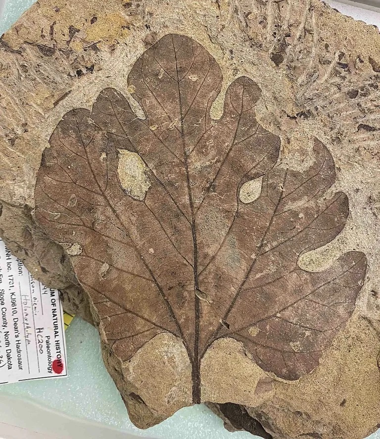 Zkamenělý list rostliny pojmenované Bisonia niemii. Tento druh, velmi hojný v sedimentech souvrství Hell Creek, patrně spadá do řádu vavřínotvarých (Laurales) a možná přímo vavřínovitých (Lauraceae). Asi 1,5 až 2 metry vysoká rostlina byla charakteri