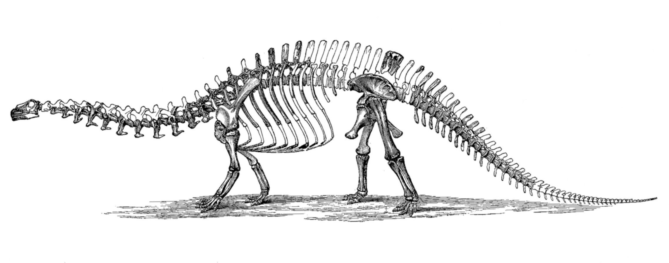 Zastaralá rekonstrukce kostry brontosaura v podání Othniela C. Marshe z roku 1896. Lebka byla rekonstruována chybně na základě objevené lebky jiného rodu sauropoda – patrně brachiosaura. Kredit: Othniel Charles Marsh; Wikipedia (volné dílo).
