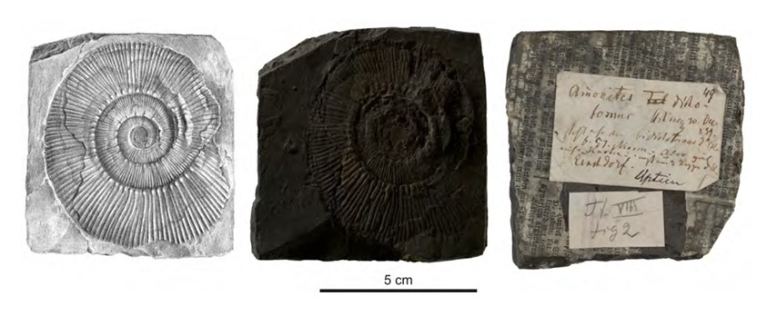 Amonit druhu Costidiscus nodosostriatus Uhlig, 1883. Na etiketě poznámka – sběr Hohenegger 20. prosince 1859.