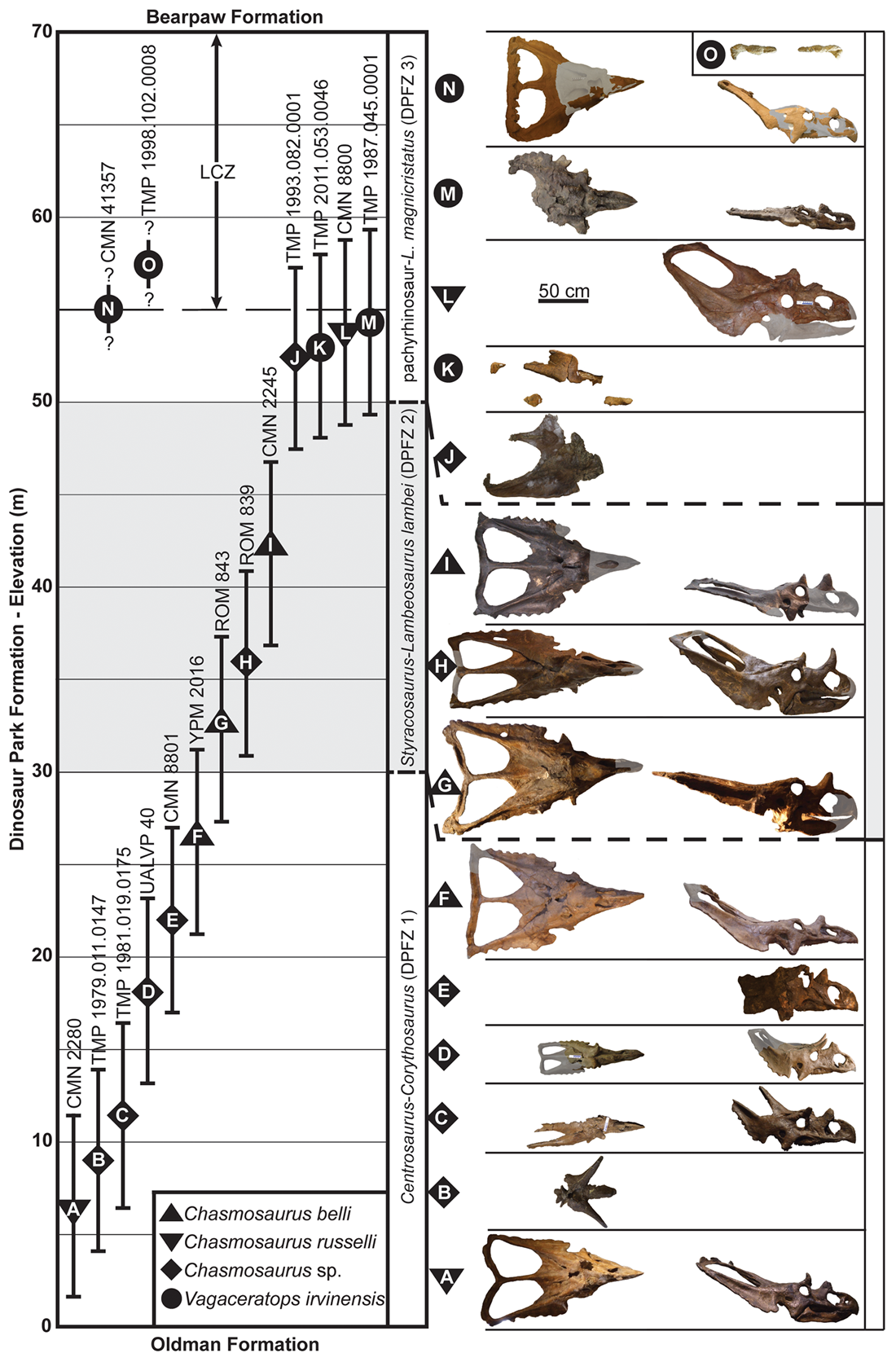 Přehled fosilních lebek chasmosaurinních ceratopsidů, objevených dosud v sedimentech geologického souvrství Dinosaur Park (včetně jejich stratigrafické pozice). Na první pohled je zřejmé, že dinosauří biodiverzita zde byla neobvykle vysoká. Kredit: C
