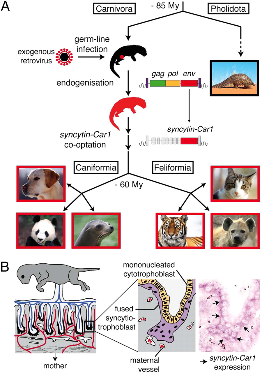 PĹ™Ă­bÄ›h genu zÂ placenty Ĺˇelem syncytin-Car1, kterĂ˝ pochĂˇzĂ­ zÂ dĂˇvnĂ©ho endogennĂ­ho retroviru. Kredit: Cornelis et al. (2011), PNAS.