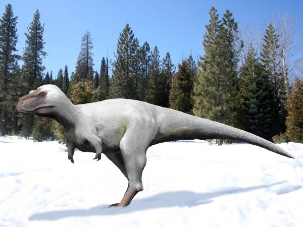 Rekonstrukce možného vzezření „trpasličího“ tyranosaurida druhu Nanuqsaurus hoglundi, vědecky popsaného roku 2014. Tento menší aljašský druh zřejmě obýval chladné oblasti a musel být tedy těmto ztíženým klimatickým podmínkám přizpůsoben. Kredit: Nobu