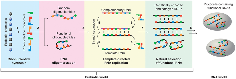 Jak vznikl samotnĂ˝ RNA svÄ›t? Kredit: HernĂˇndez & Piccirilli (2013), Nature Chemistry.