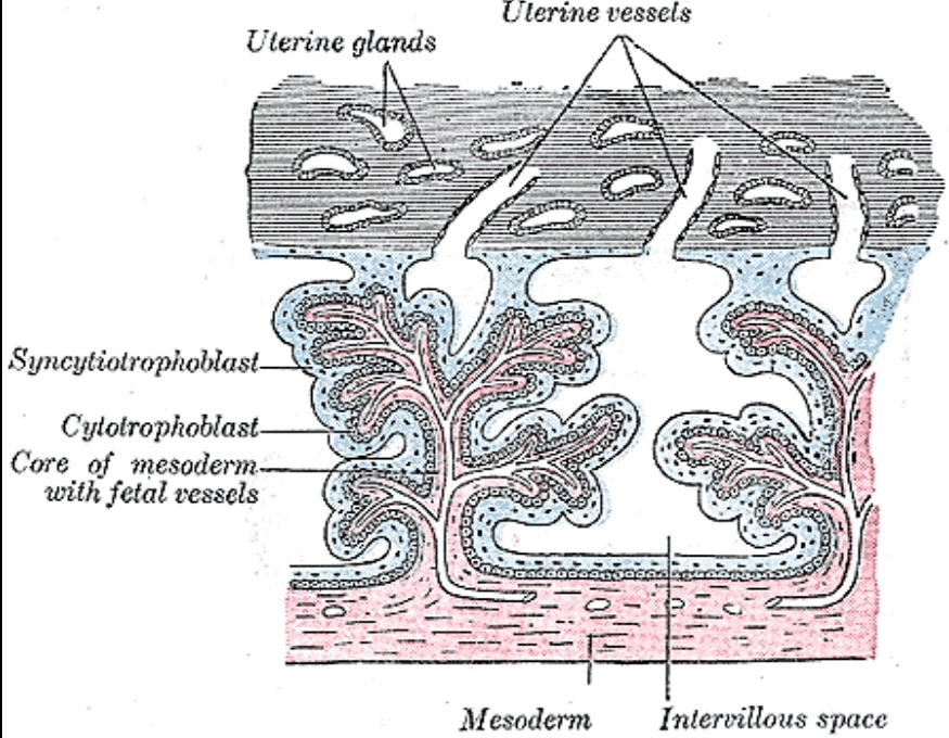 Syncytiotrofoblast vÂ placentÄ›. Kredit: Henry Gray (1918).