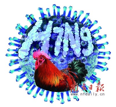 Ptačí chřipka H7N9. Kredit: nfdaily.