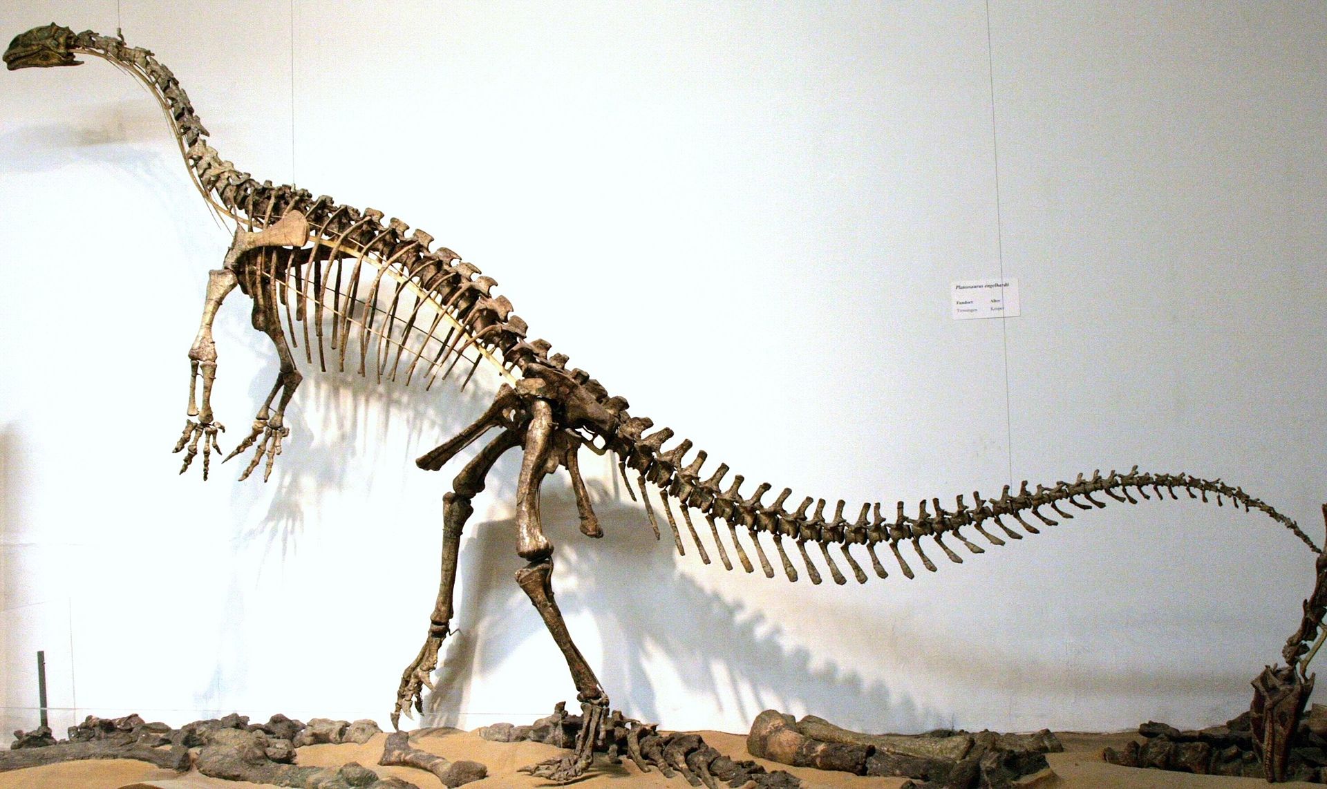 Jeden z proslulých kosterních exemplářů plateosaura z lokality u města Trossingen, restaurovaný pod dohledem slavného německého paleontologa Friedricha von Huene. Z lokality v Trossingenu bylo získáno zhruba 35 víceméně kompletních a dále na 70 fragm