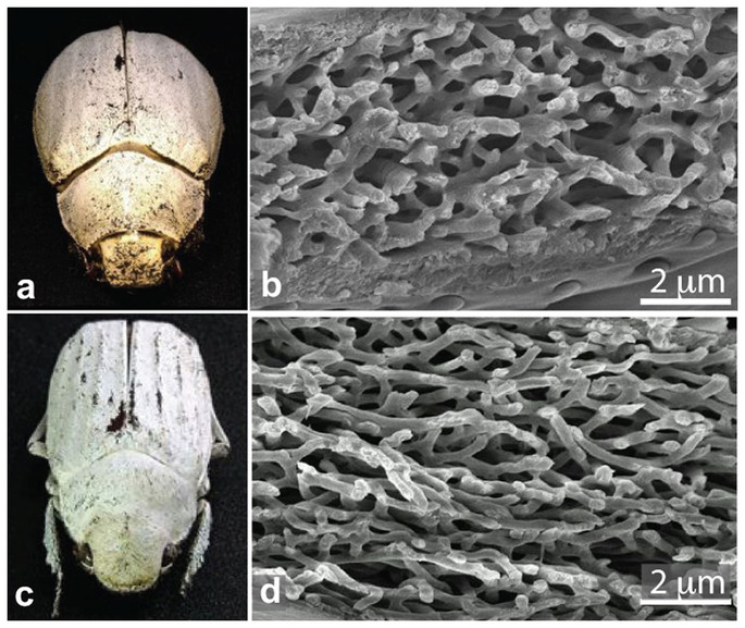 Nanostruktura povrchu kutikuly bĂ­lĂ˝ch chroustĹŻ. Kredit: Burresi et al. (2014).