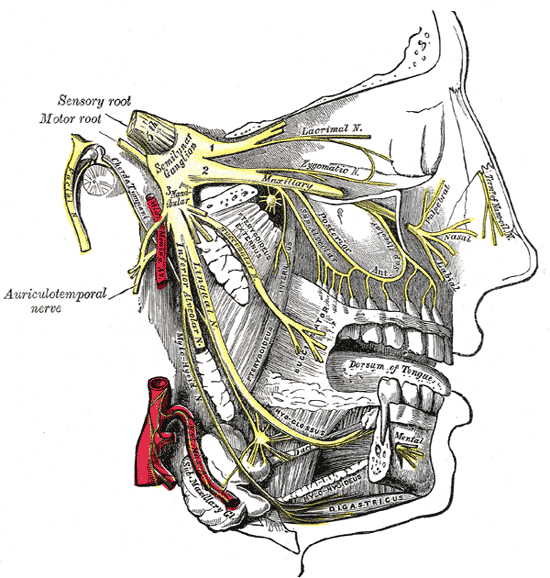 Rozložení čelistního a mandibulárního nervu. V horní levé části je oblast označena jako „semilunar ganglion“, což je ganglion trojklaného nervu, nebo i Gasserův ganglion. Je to oblíbená rezidence spících herpes simplex virů, které, když se 