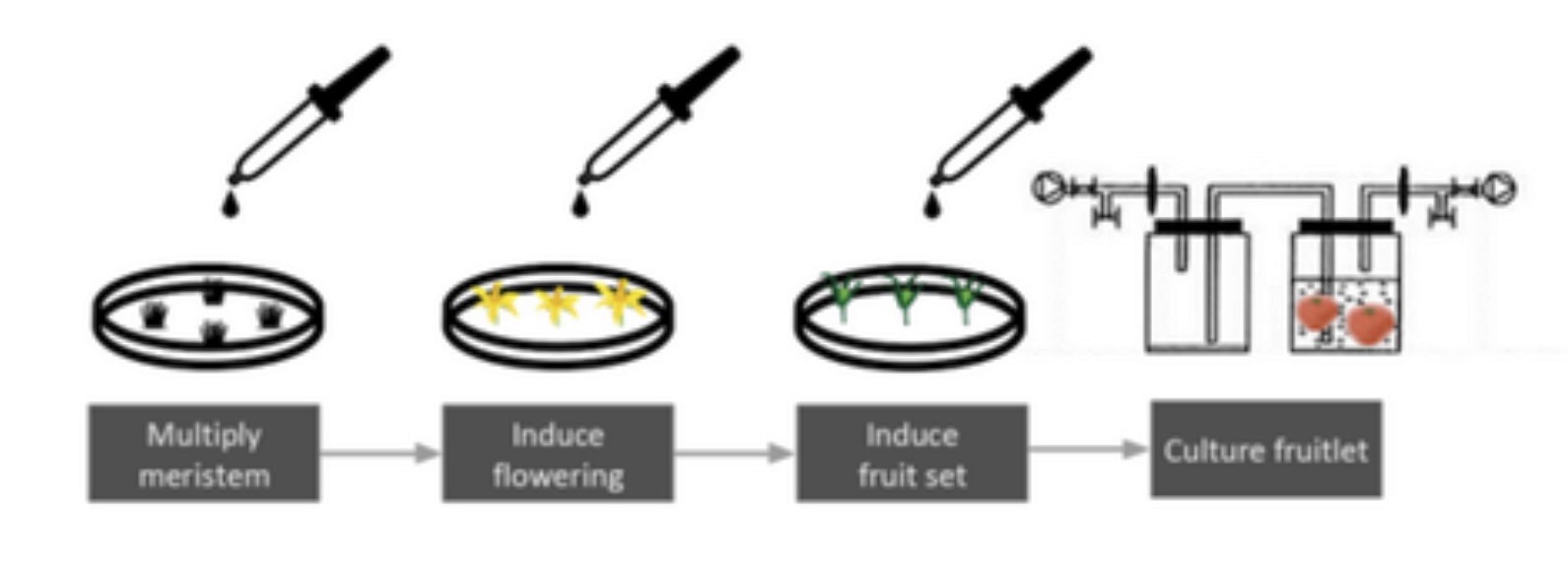 Základní kroky pěstebního procesu: namnožit odebrané meristémové buňky, vyvolat tvorbu květu, navodit růst plodu, kultivovat plody v bioreaktoru. Kredit: Lucas van der Zee