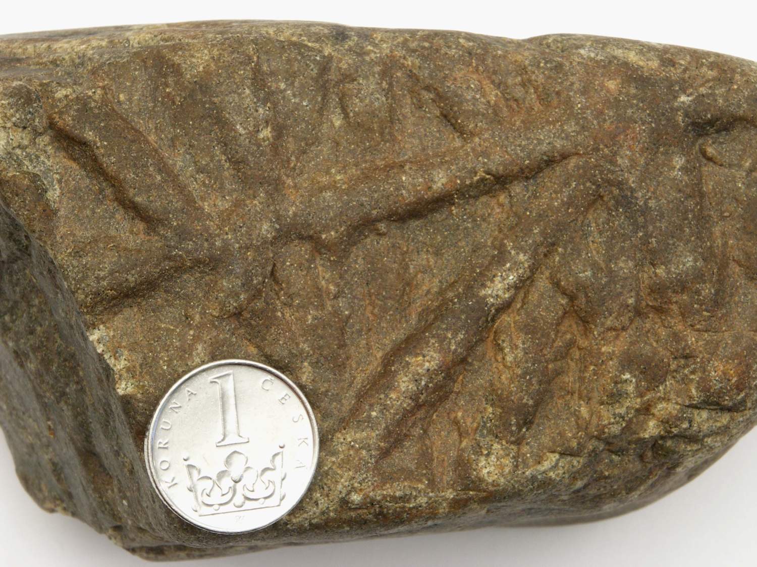 Pravděpodobně živočišné stopy Planolites v křemencovém souvku ze spodního kambria.  Kredit: Aleš Uhlíř.