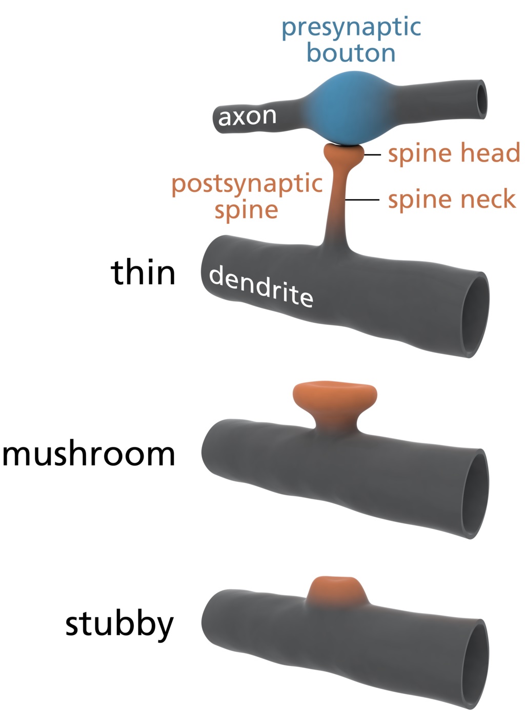 Modely nejčastějších tvarů dendritických trnů. Nahoře se tenký (thin) trn napojuje na presynaptické zakončení nacházející se přímo na dlouhém těle axonu jiného neuronu, než je ten, z něhož vyrůstá dendrit, na jehož povrchu se příslušný trn nachází. T